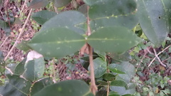 Chionanthus foveolatus