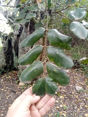 Ceratonia siliqua