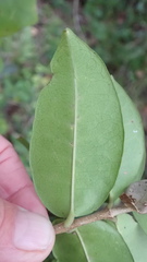 Chionanthus foveolatus