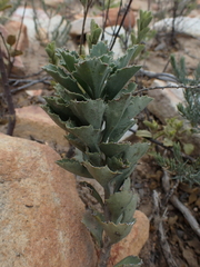 Senecio hirtifolius
