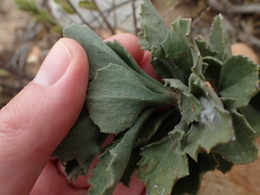 Senecio hirtifolius