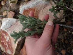 Senecio hirtifolius