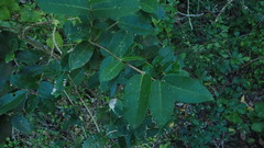 Chionanthus foveolatus