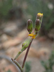 Senecio hirtifolius