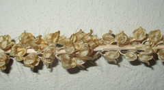 Albuca virens