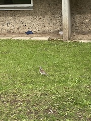 Turdus pilaris