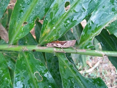 Stenocatantops cornelii