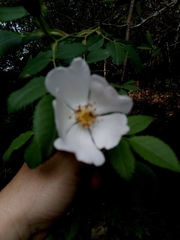 Rosa canina image