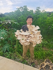 Macrocybe gigantea