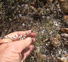 Eriocephalus capitellatus