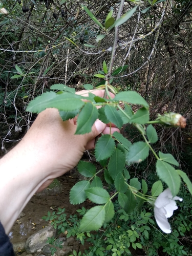 Rosa canina image