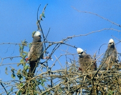 Colius leucocephalus