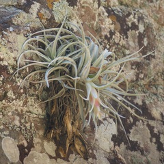 Tillandsia erubescens