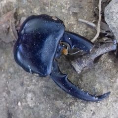 Serrognathus consentaneus