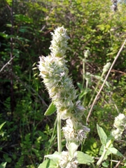 Stachys germanica