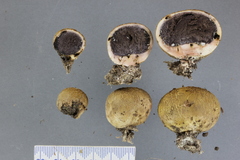 Scleroderma flavidum macrosporum