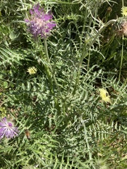 Galactites tomentosus