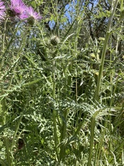 Galactites tomentosus