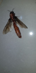 Dorylus fulvus