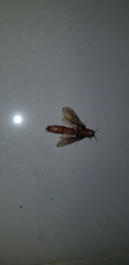 Dorylus fulvus