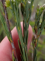 Euchaetis cristagalli