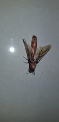 Dorylus fulvus
