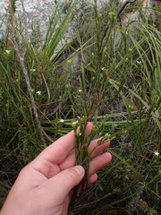 Euchaetis cristagalli