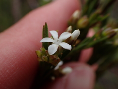 Euchaetis cristagalli