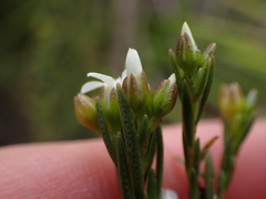 Euchaetis cristagalli