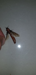Dorylus fulvus