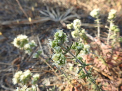 Teucrium algarbiense