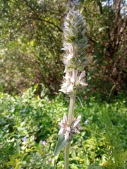 Stachys germanica