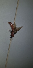 Dorylus fulvus