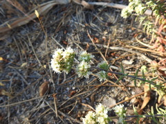 Teucrium algarbiense