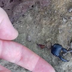 Serrognathus consentaneus