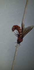 Dorylus fulvus