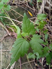 Clematis cirrhosa image