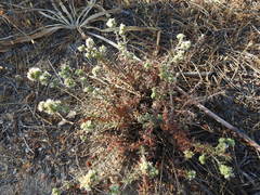 Teucrium algarbiense