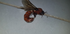 Dorylus fulvus