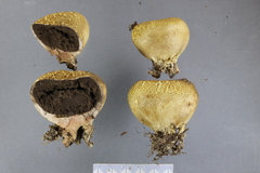 Scleroderma flavidum macrosporum