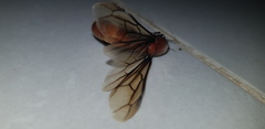 Dorylus fulvus
