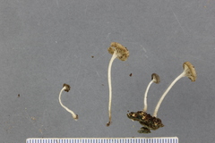 Clitocybula grisella