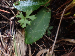 Alepidea capensis