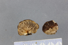 Crepidotus fuscovelutinus