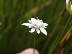 Alepidea capensis