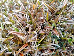 Astelia linearis