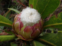Protea foliosa