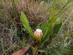 Protea foliosa
