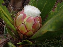Protea foliosa