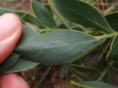 Rafnia elliptica